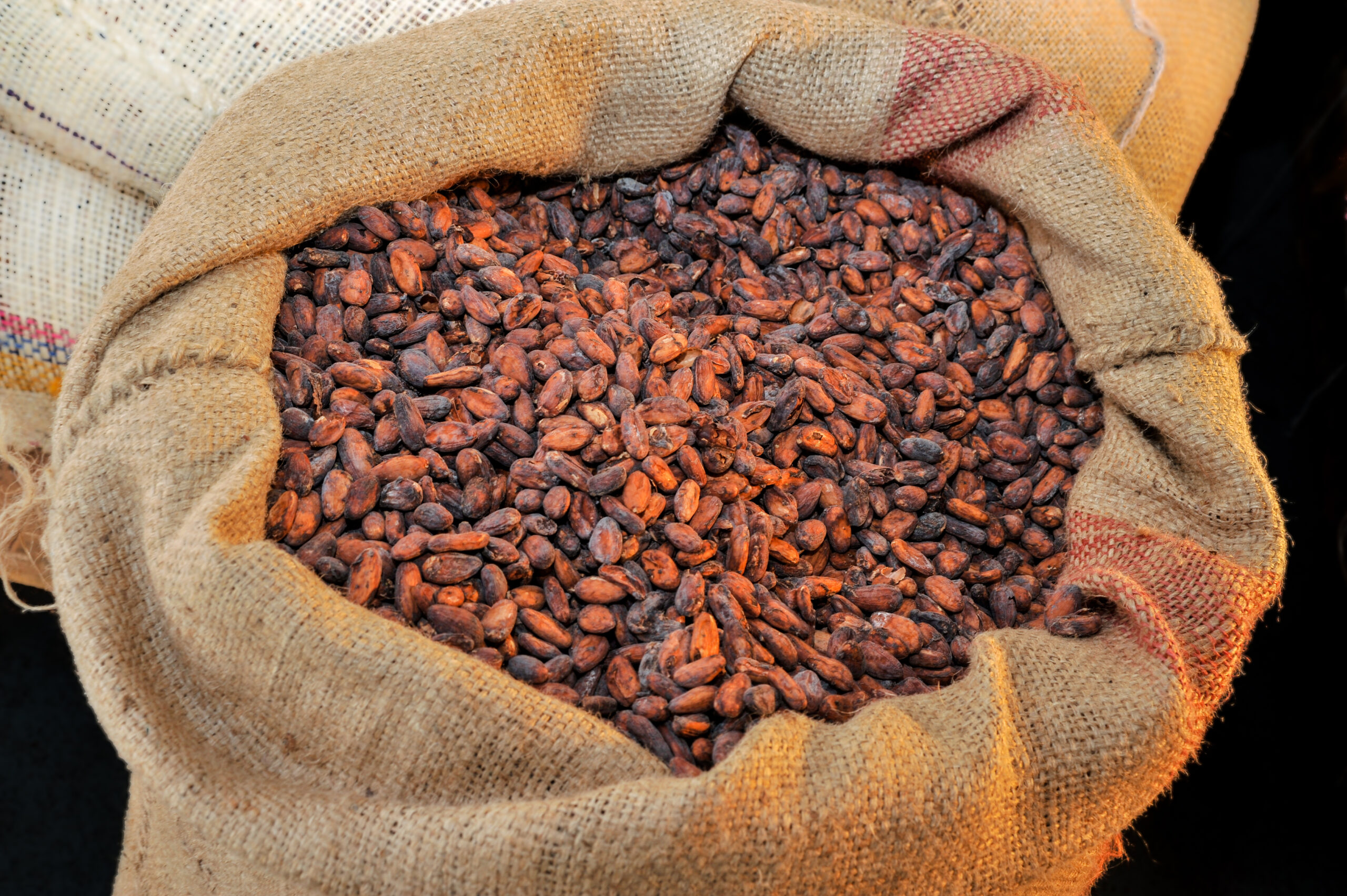 A hesian Sack full of Cocoa Beans